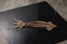 阿根廷鱿鱼 Squid