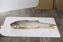 白 午 Polynemidae 