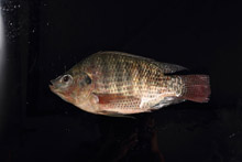 黑罗非  BLACK TILAPIA