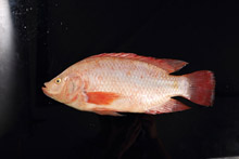红罗非 RED TILAPIA