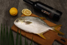 金鲳 Golden Pompano