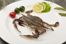梭子蟹  Swimming Crab