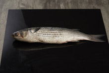 乌鱼 Mullet