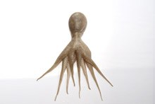 章鱼  Octopus