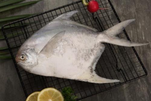 白  鲳  Silver Pomfret